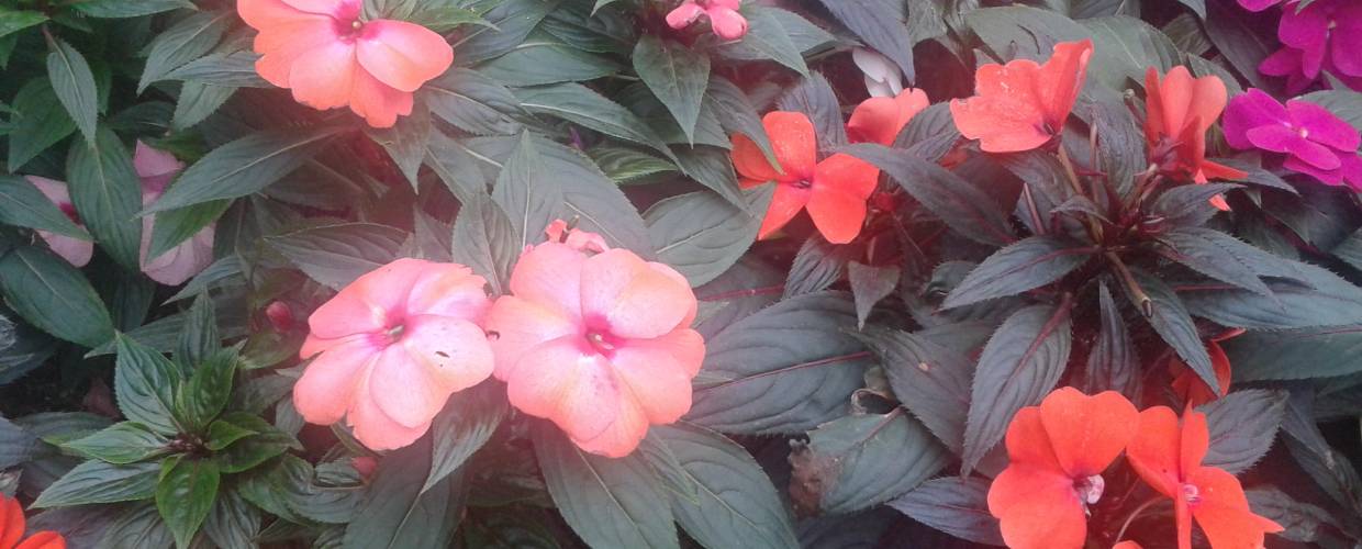 A mix of varieties of flowers
